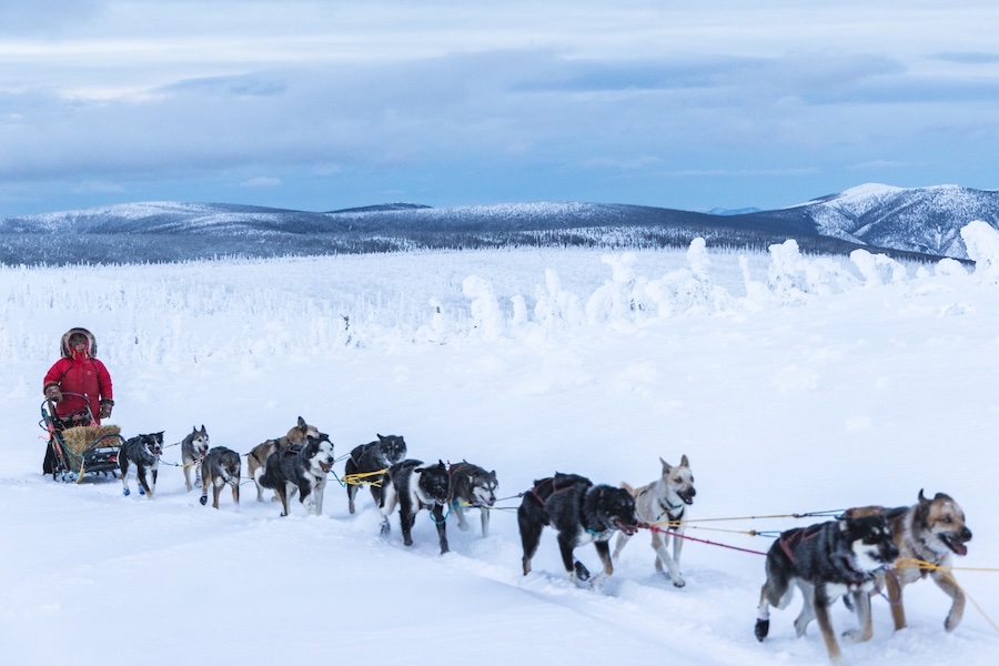 Where the Dogs Run