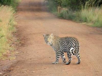 Arundhati Roy quits this year’s Berlinale over “jaw-dropping” jury remarks against political art and Gaza.