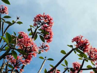 Letter From Minnesota: “I Have My Passport With Me.”