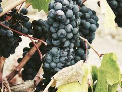 Thuma Classic Bed Frame Review: Functional Meets Fabulous