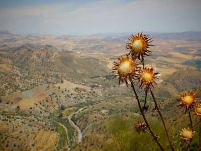 Jeffrey Epstein Advised an Elon Musk Associate on Taking Tesla Private